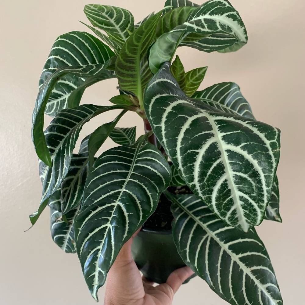 Striped plant